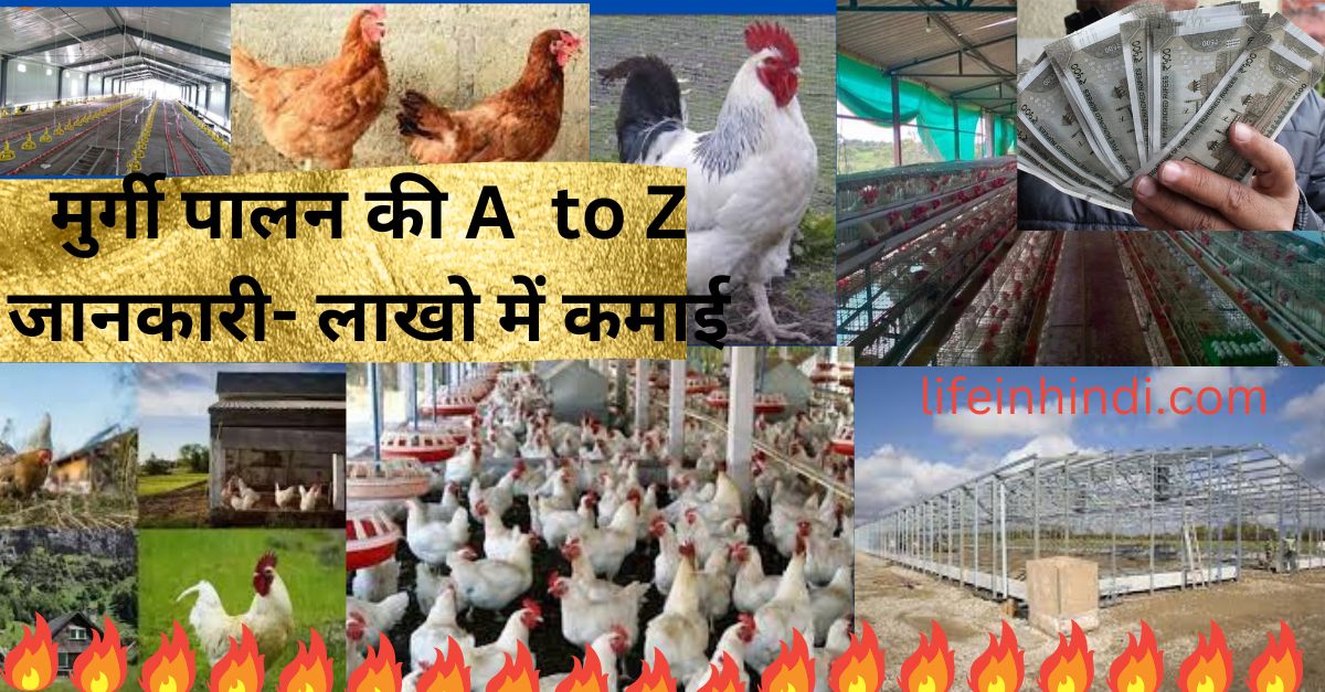 Chicken Farming|Murgi-Palan