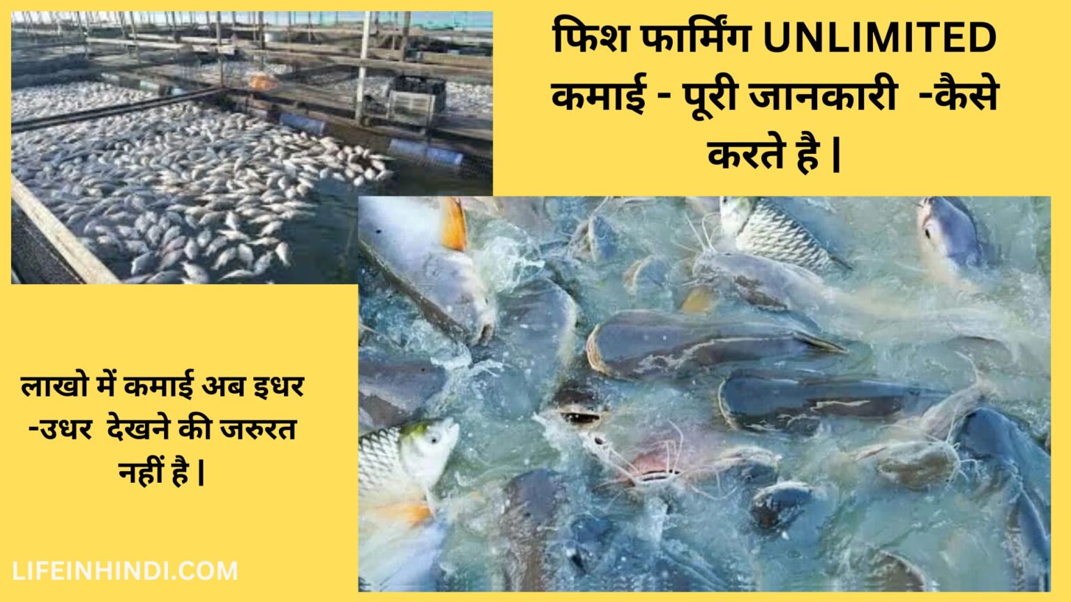 fish farming business plan in hindi